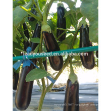 ME19 Xinguan newly 55 days purple-black f1 hybrid eggplant seeds price